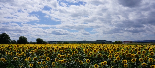 Neuseidlersee Sunflowers
